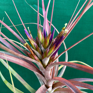 Tillandsia - Maria Teresa L ex. JO NEW