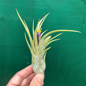 Tillandsia - ionantha x caput-medusae ex. SN NEW