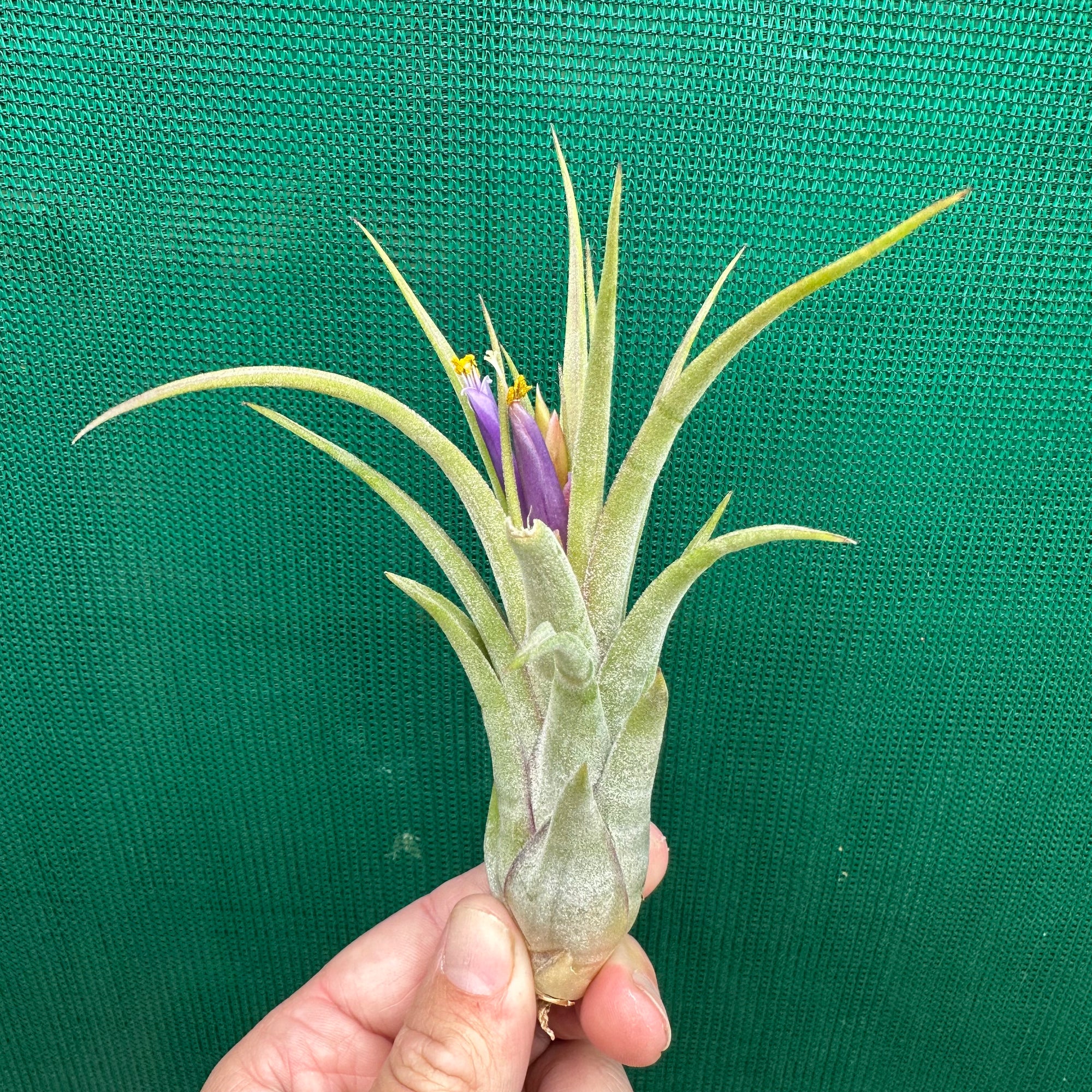 Tillandsia - ionantha x caput-medusae ex. SN NEW