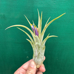 Tillandsia - ionantha x caput-medusae ex. SN NEW