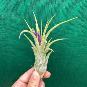 Tillandsia - ionantha x caput-medusae ex. SN NEW