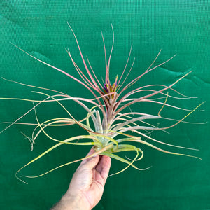 Tillandsia - Maria Teresa L ex. JO NEW