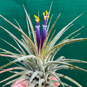 Tillandsia - Ionantha ‘Zebrina’