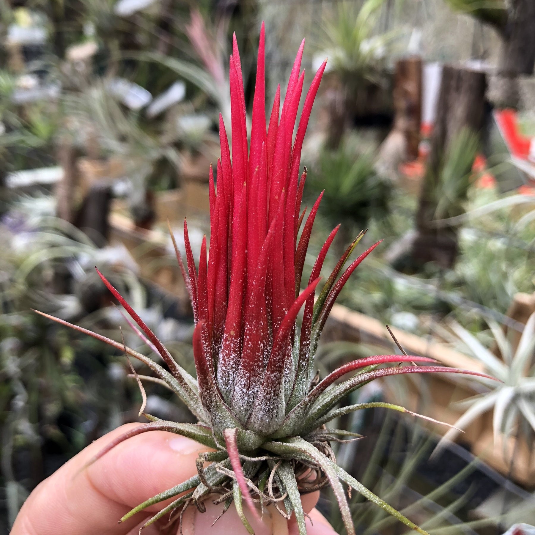 Australian Air Plant (Tillandsia) Online Store