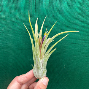 Tillandsia - ionantha x caput-medusae ex. SN NEW