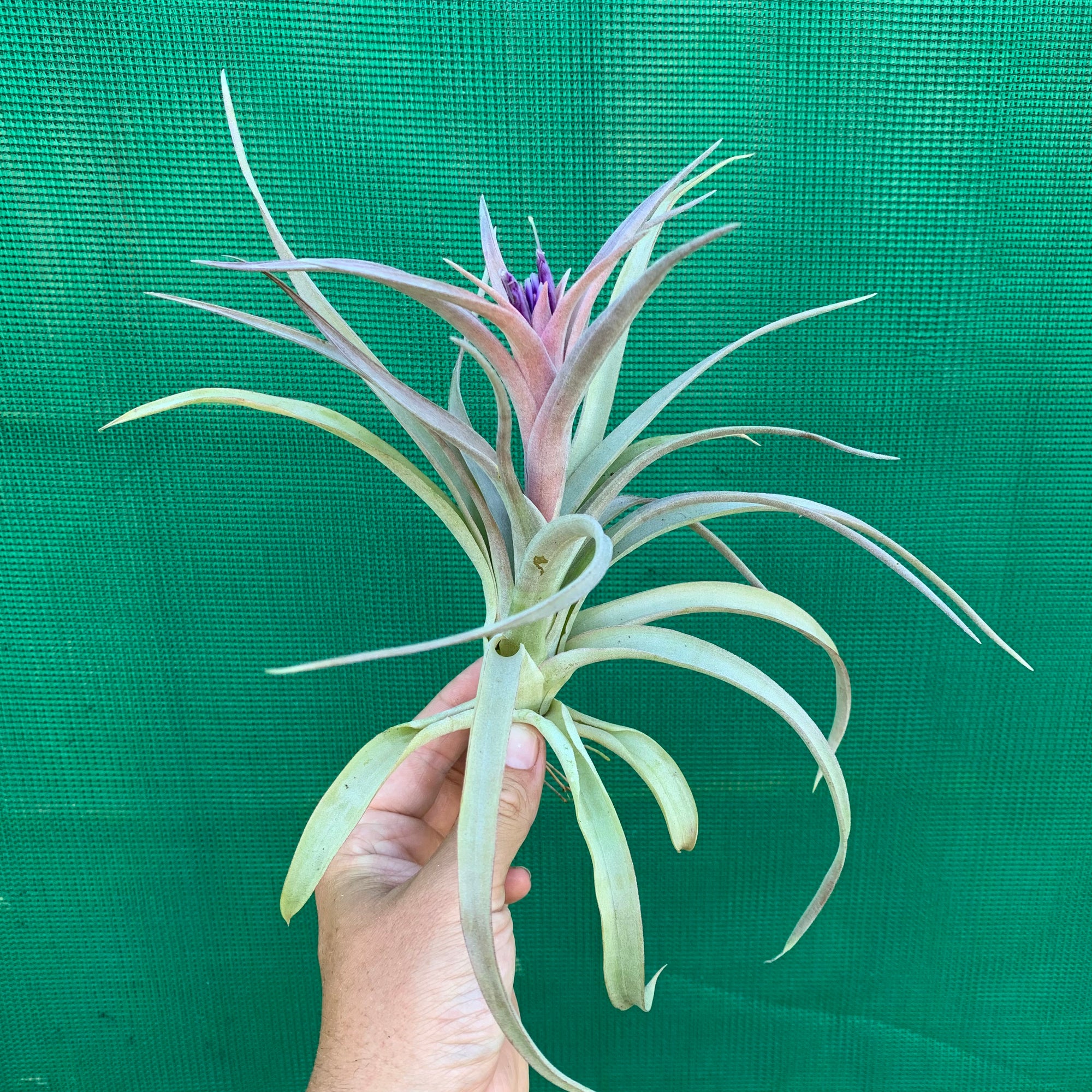 Tillandsia - hondurensis x capitata Marron ex. BG