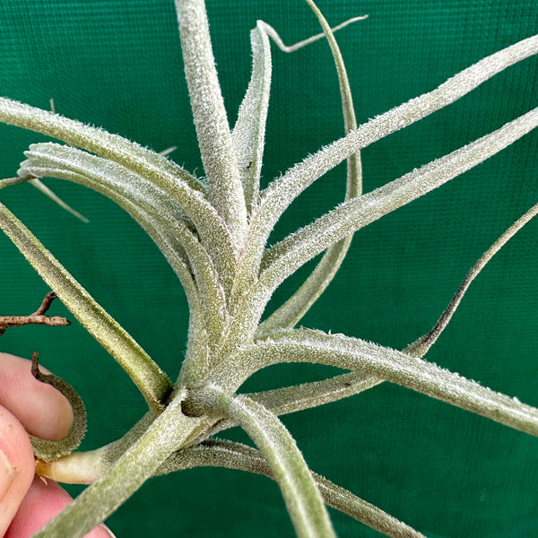 Tillandsia - Bird Rock Swirl (Fragrant) - Air Plant Decor