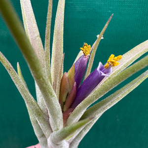 Tillandsia - ionantha x caput-medusae ex. SN NEW