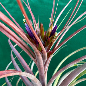 Tillandsia - Maria Teresa L ex. JO NEW