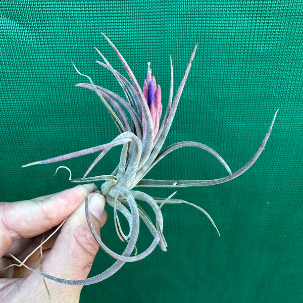 Tillandsia - diguetii x ionantha (Nat. Hybrid) ex. PT - Air Plant Decor