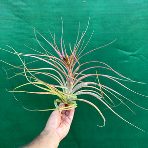 Tillandsia - Maria Teresa L ex. JO NEW