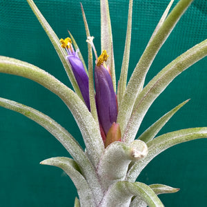 Tillandsia - ionantha x caput-medusae ex. SN NEW