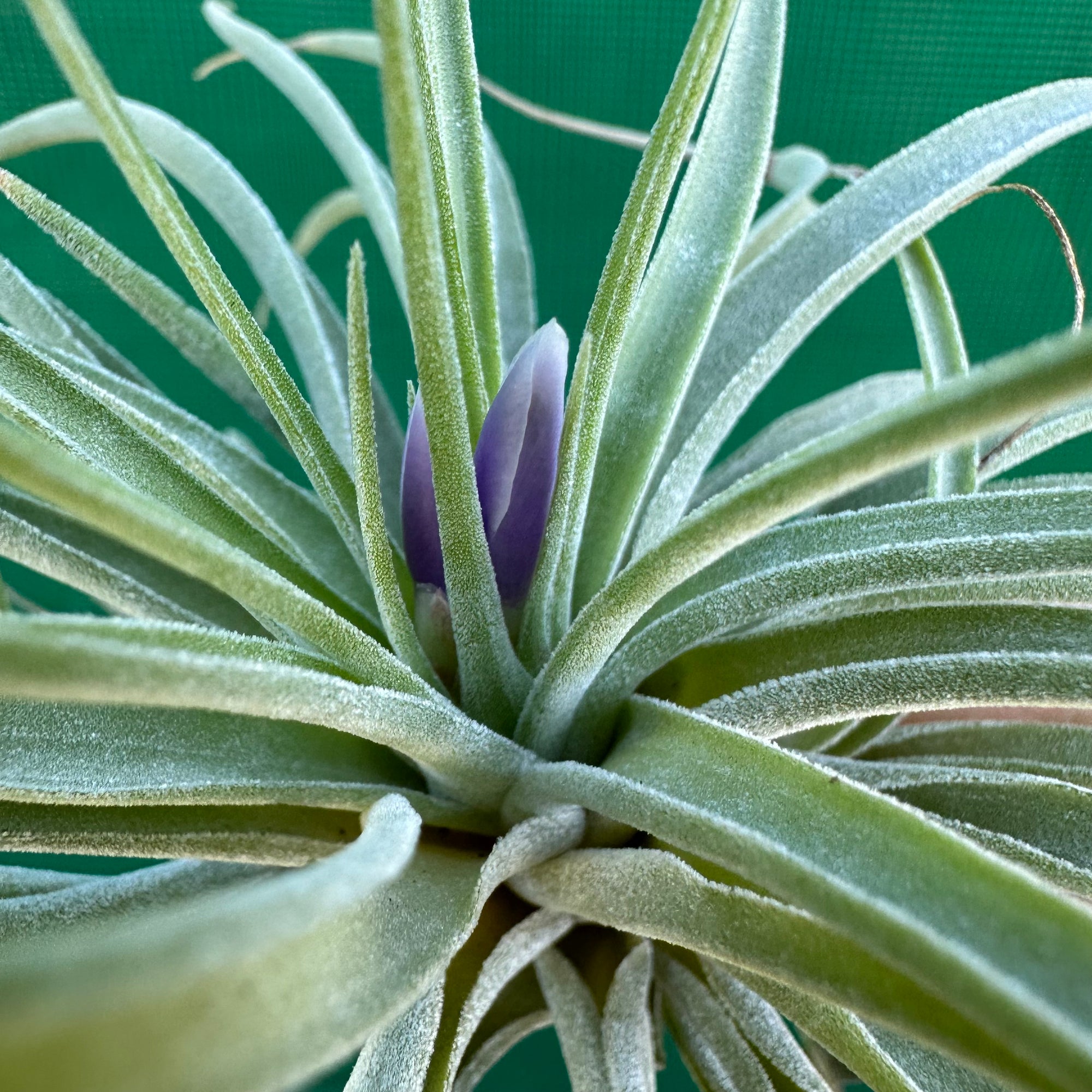 Tillandsia - kammii ex. CC