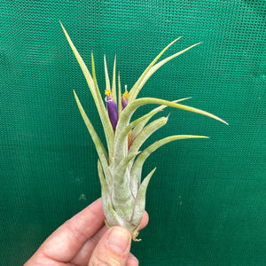 Tillandsia - ionantha x caput-medusae ex. SN NEW