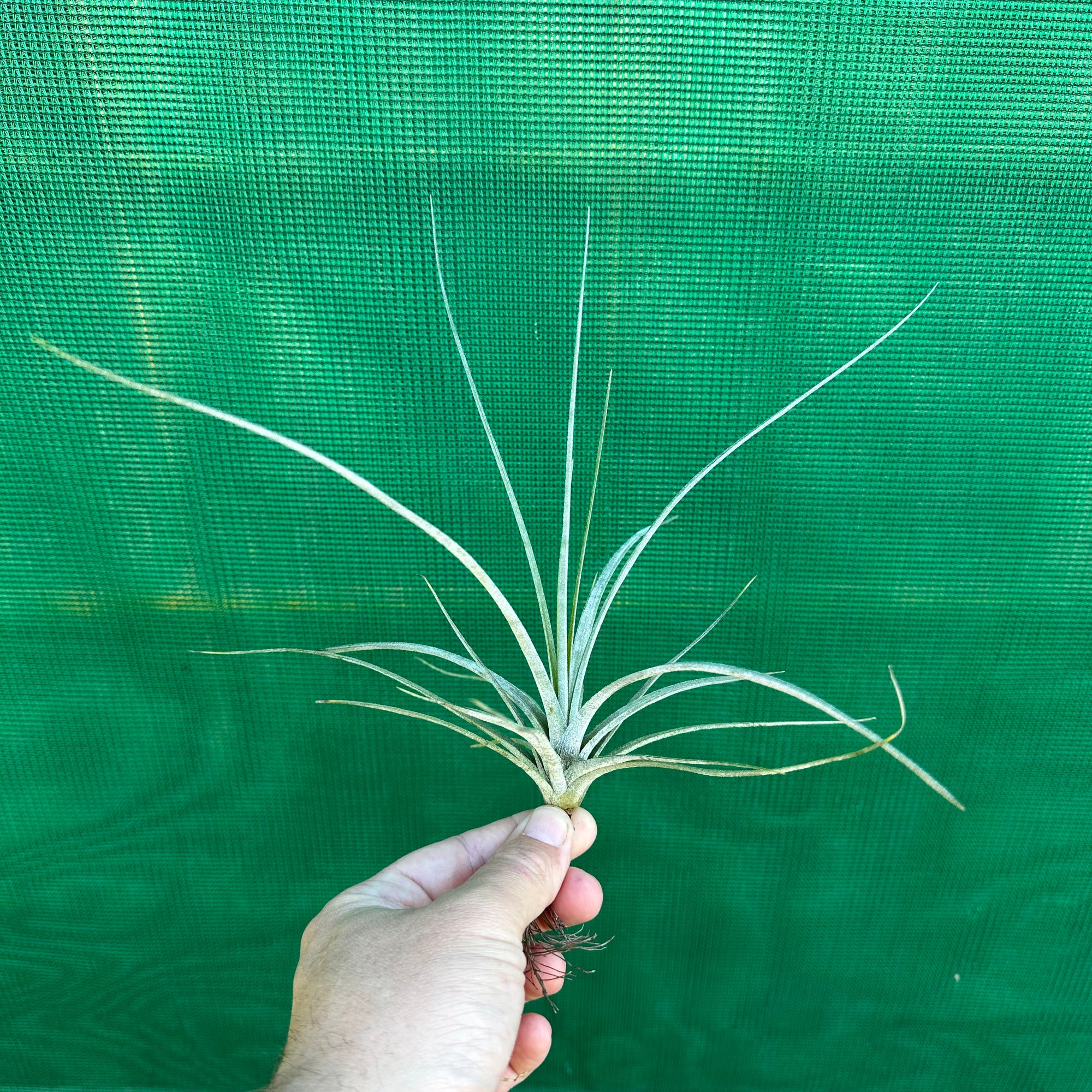 Tillandsia - juncea x schiedeana ex. BH