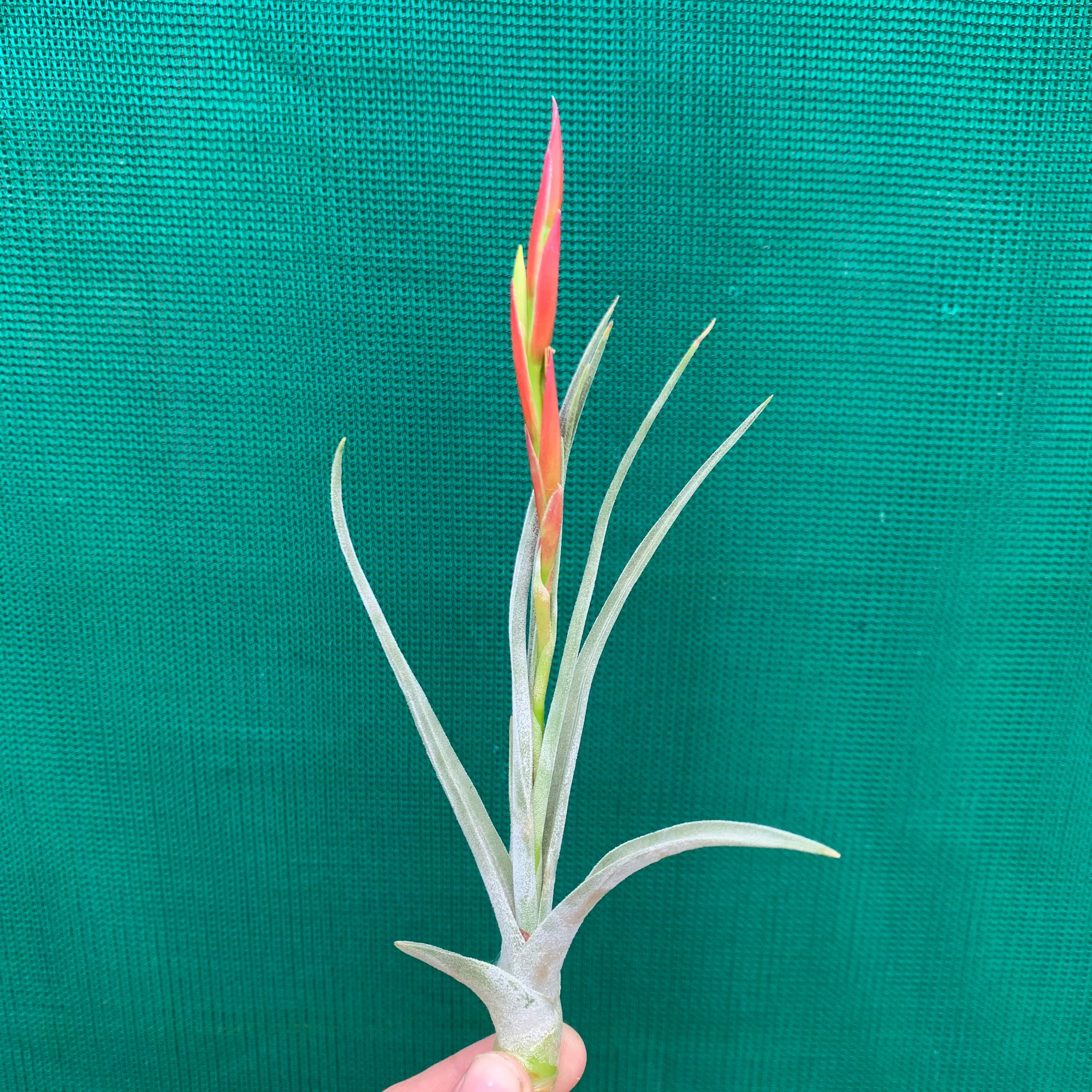 Tillandsia - glabrior x pueblensis (Mex) ex. NR