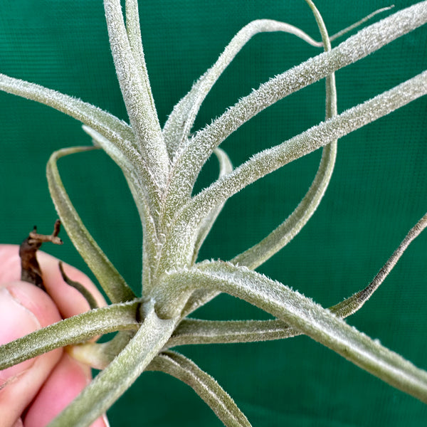 Tillandsia - Bird Rock Swirl (Fragrant) - Air Plant Decor