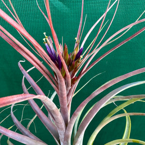 Tillandsia - Maria Teresa L ex. JO NEW