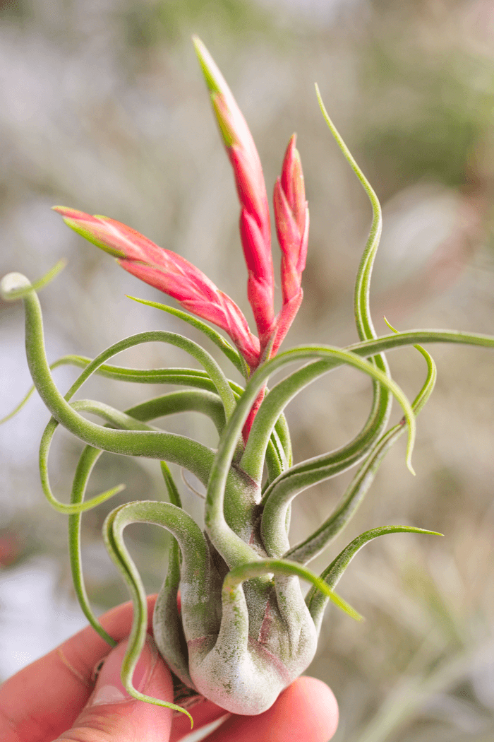  Tillandsia Caput Medusae Air Plants - Live Succulent
