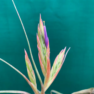 Tillandsia - Kinkin ex. MP