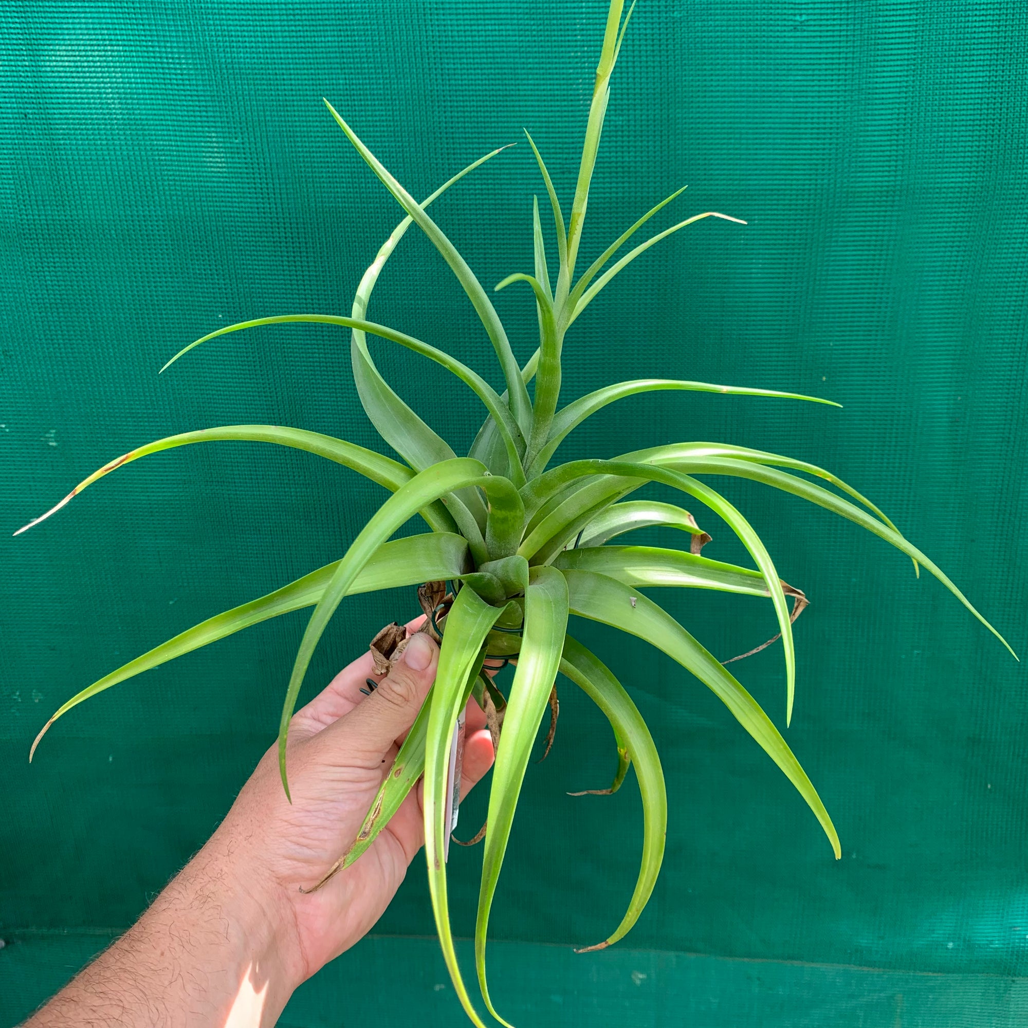 Tillandsia - flexuosa Vivipara ‘Greenie’ ex. PT NEW