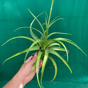 Tillandsia - flexuosa Vivipara ‘Greenie’ ex. PT NEW