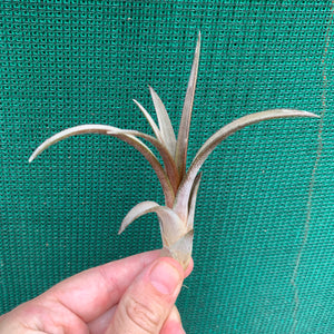 Tillandsia - Temescal sp. Nova Mex