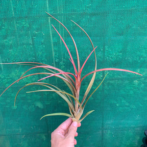 Tillandsia - Temescal sp. Nova Mex