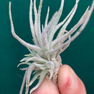 Tillandsia - chusgonensis NEW