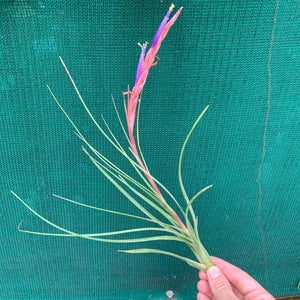 Tillandsia - Ready For Liftoff ex. RFI