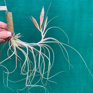 Tillandsia - Kinkin ex. MP