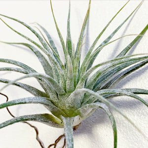 Tillandsia - Ionantha ‘Zebrina’