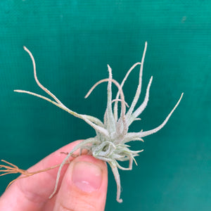 Tillandsia - chusgonensis NEW