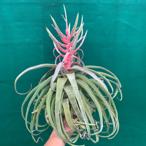 Tillandsia - streptophylla ‘Giant Form’