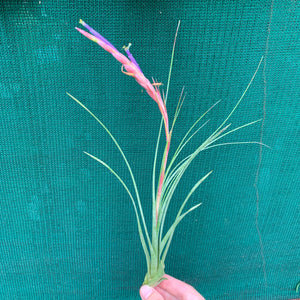 Tillandsia - Ready For Liftoff ex. RFI