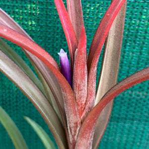 Tillandsia - Temescal sp. Nova Mex