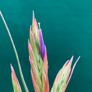 Tillandsia - Kinkin ex. MP