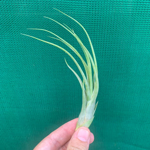 Tillandsia - Kinkin ex. MP