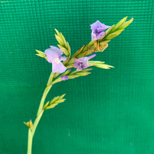 Tillandsia - duratii v. Saxatilas (Fragrant) ex. Gruber