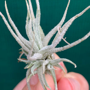 Tillandsia - chusgonensis NEW