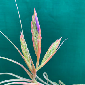 Tillandsia - Kinkin ex. MP