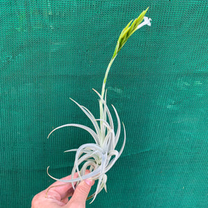 Tillandsia - chiletensis ‘Green Bract’ ex. PT NEW