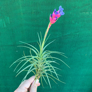 Tillandsia - tenuifolia 'Long Dark Form' ex. PT NEW