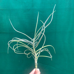 Tillandsia - duratii v. Saxatilas (Fragrant) ex. Gruber