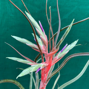 Tillandsia - Hyde’s Silver