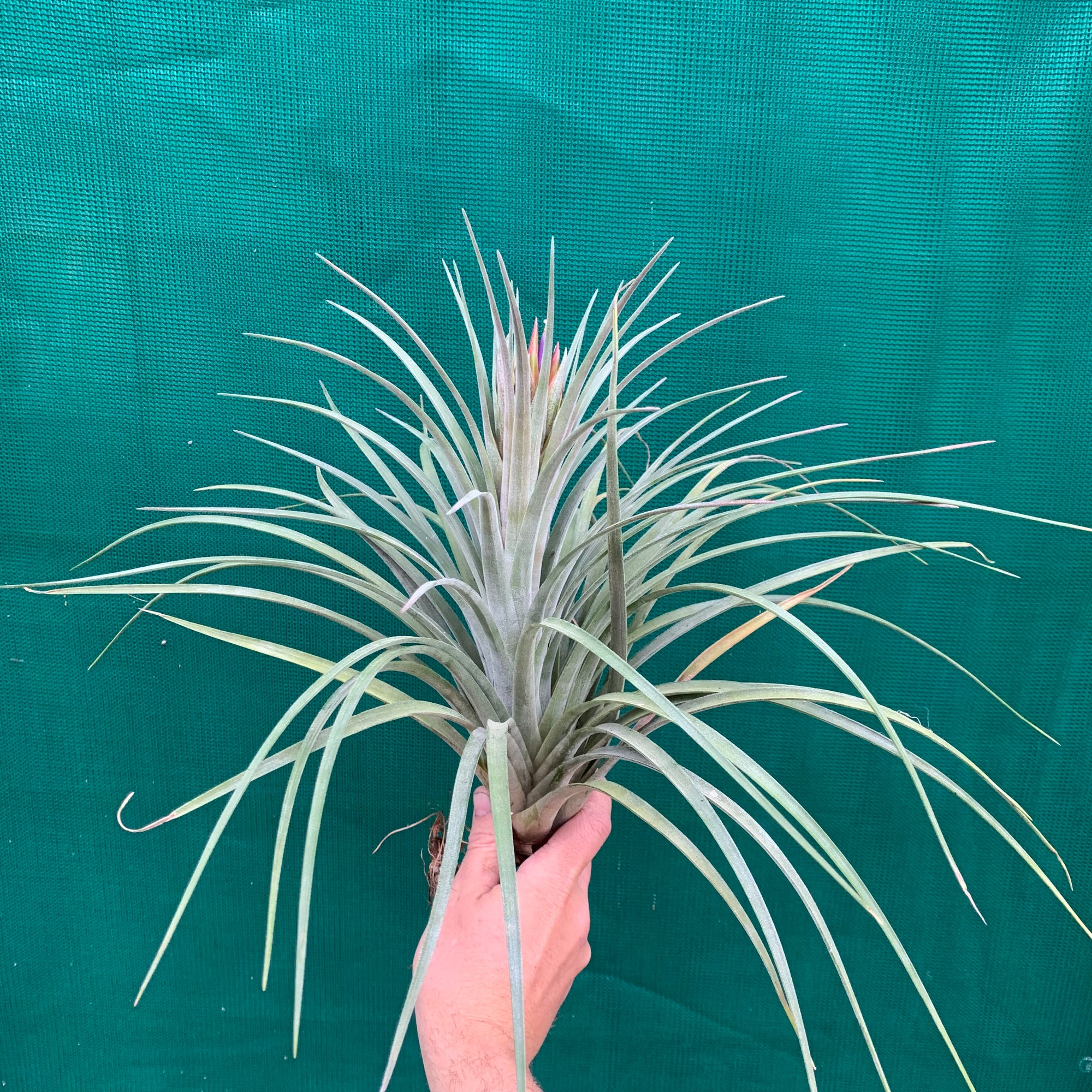 Tillandsia - X Nidus ‘Giant’ ex. PT