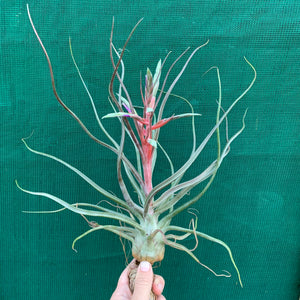 Tillandsia - Hyde’s Silver