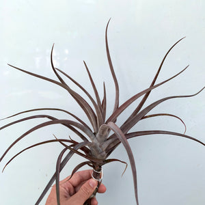 Tillandsia - novakii ex. PT