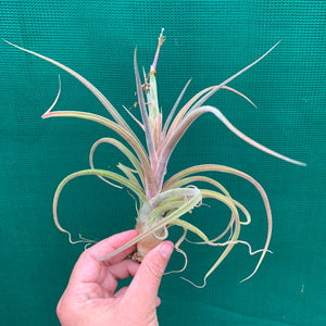 Tillandsia - streptophylla x pruinosa NEW