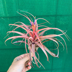 Tillandsia - Love Knot ex. CC